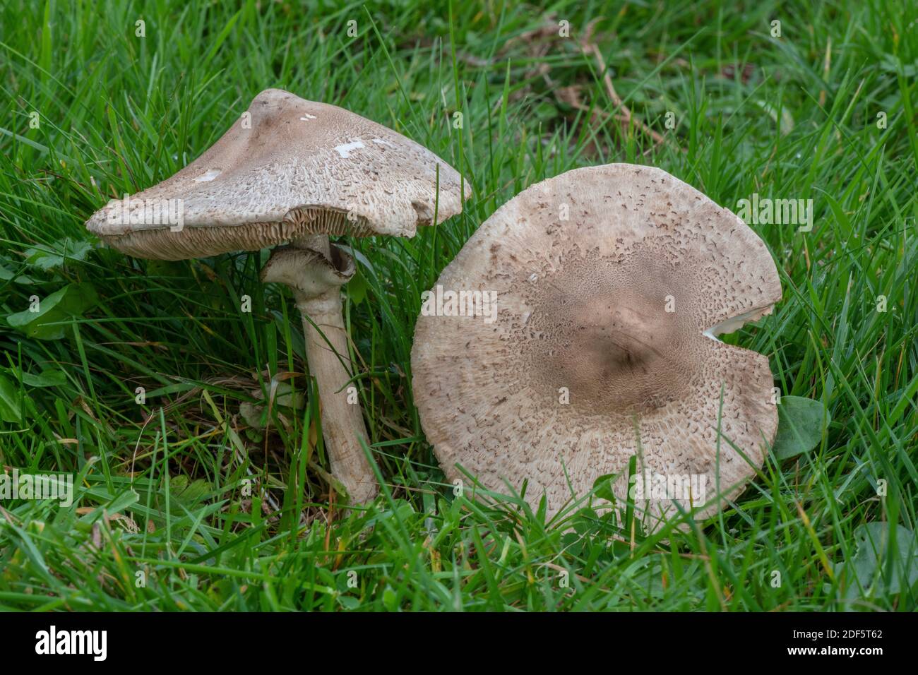 A parasol mushroom, Macrolepiota excoriata, growing in unimproved old meadow, Dorset. Stock Photo