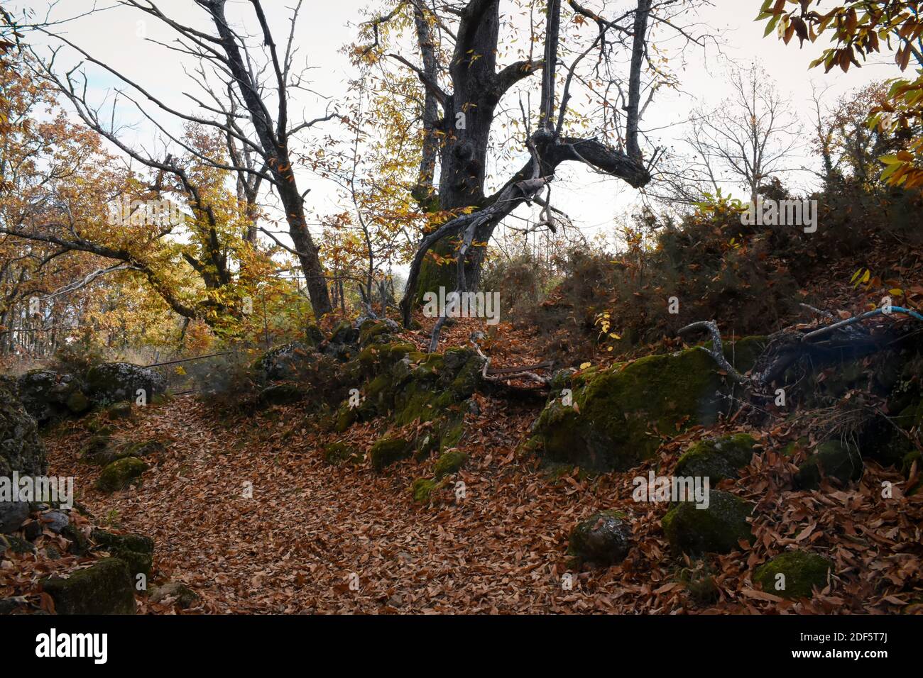 A hiking trail between chestnut trees. A beautiful autumn landscape in Rozas de Puerto Real, in the Community of Madrid Stock Photo