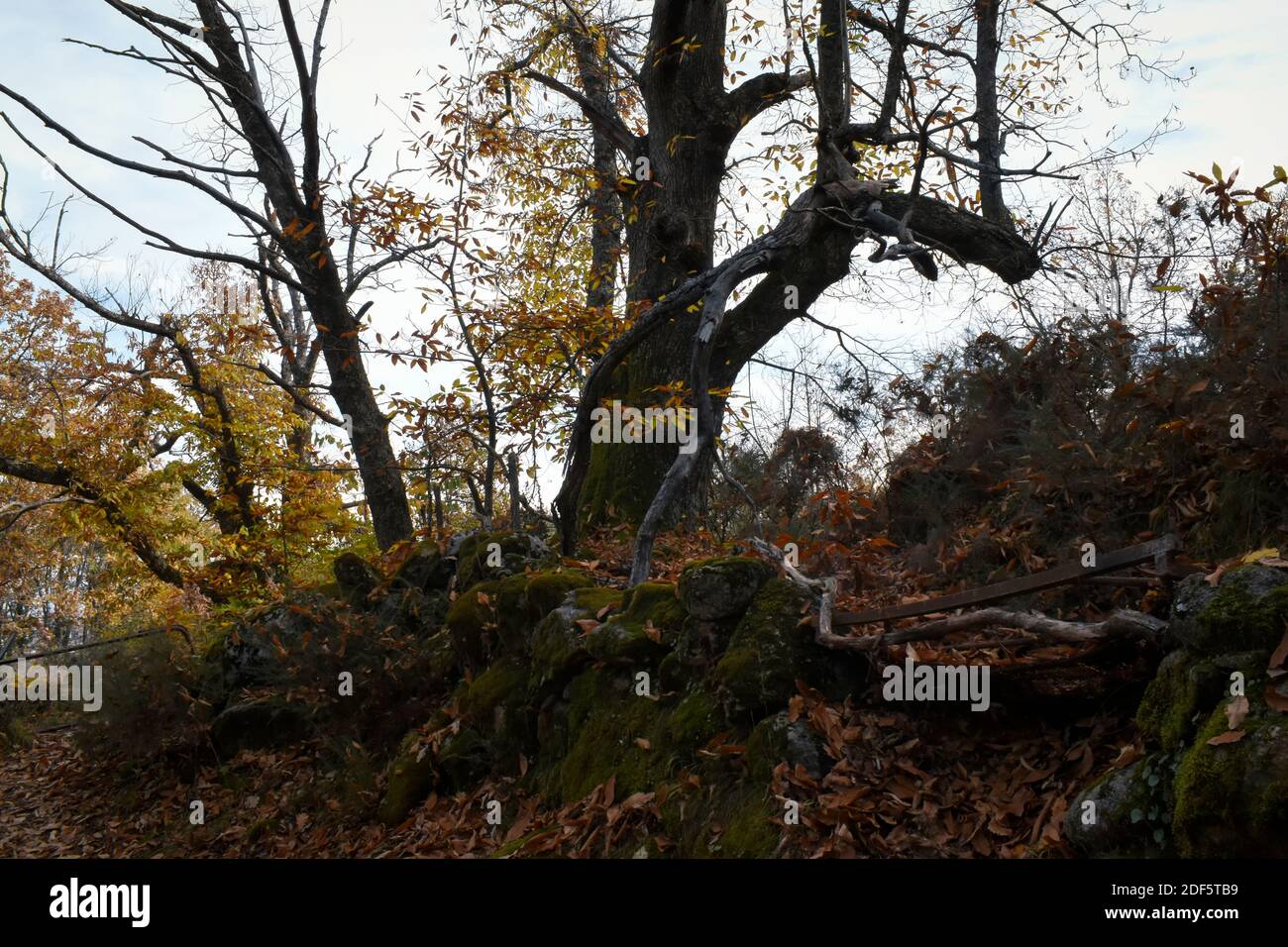 Silhouetted shapes of chestnut trees in an autumn landscape, within the chestnut grove of Rozas de Puerto Real, in the Community of Madrid Stock Photo