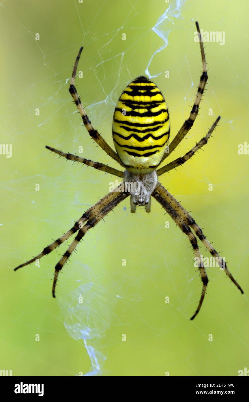 Wespenspinne auc Zebraspinne, im Spinnennetz, (Argiope bruennichi), Stock Photo