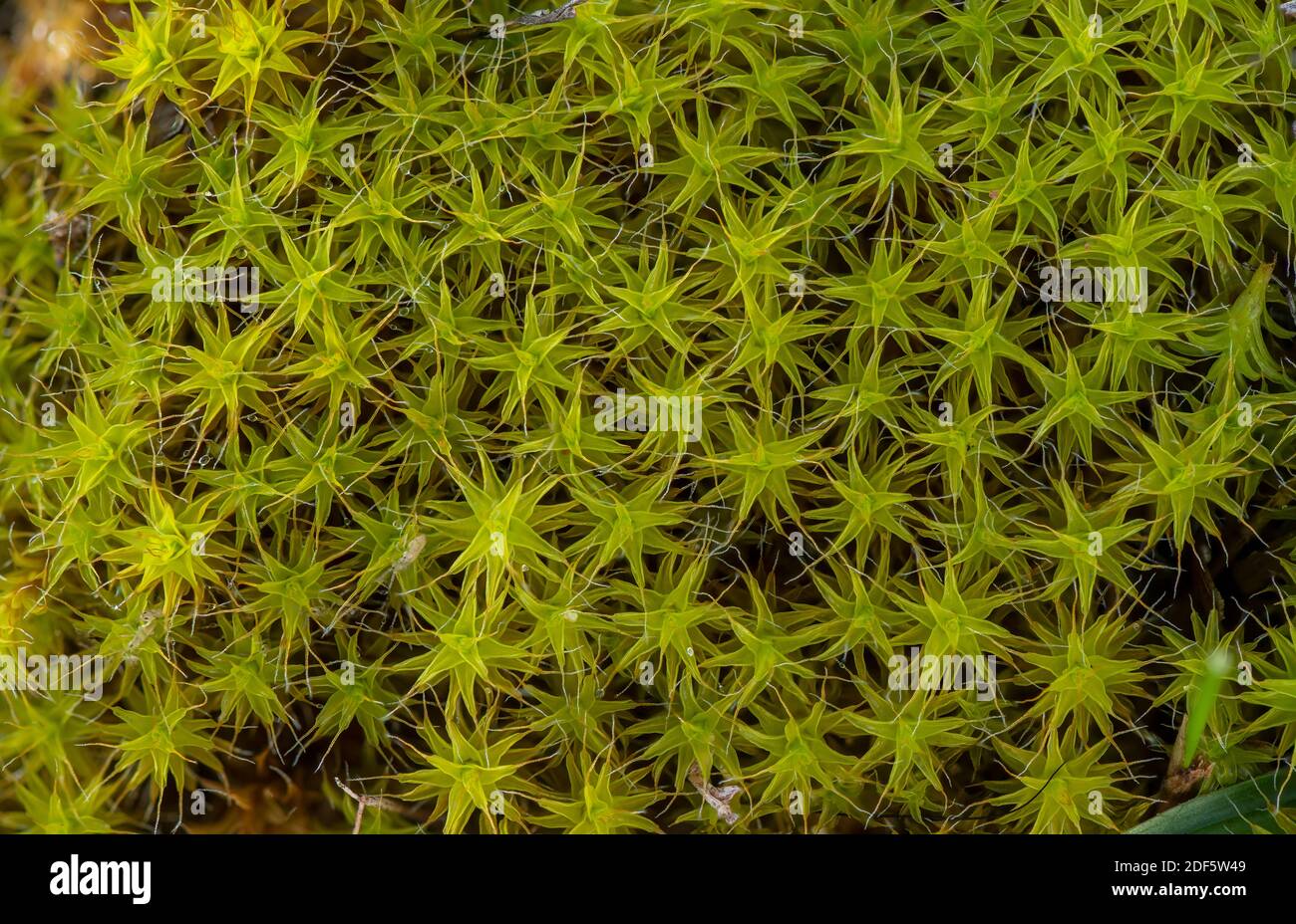Heath star moss, Campylopus introflexus, - an introduced species, on sand dunes, Devon. Stock Photo
