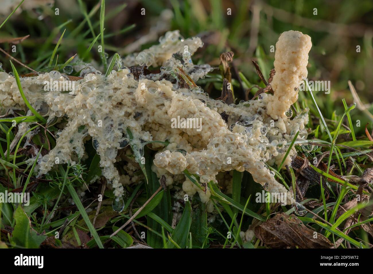 Dog sick slime mould, Mucilago crustacea on grassland in autumn. Stock Photo
