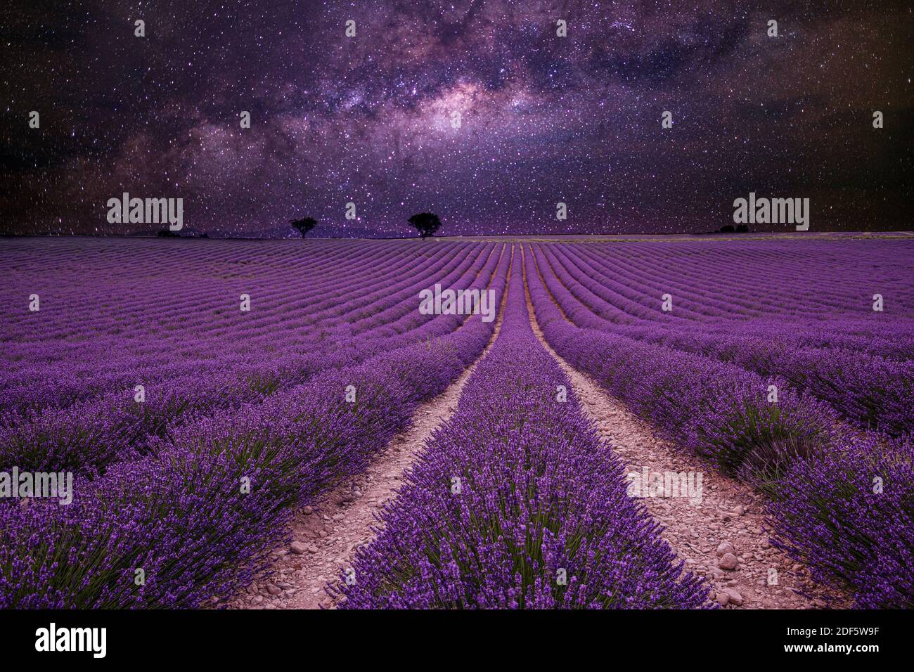 Amazing nature landscape. Stunning night landscape, milky way sky with lines of blooming lavender meadow. Spring summer scenery, artistic landscape Stock Photo