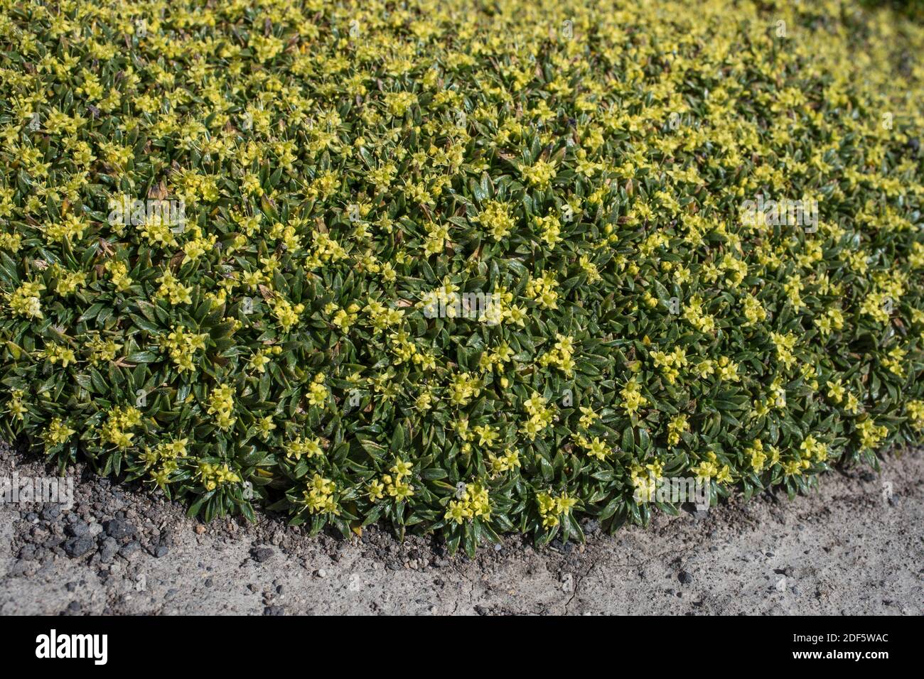 Bolax hires stock photography and images Alamy