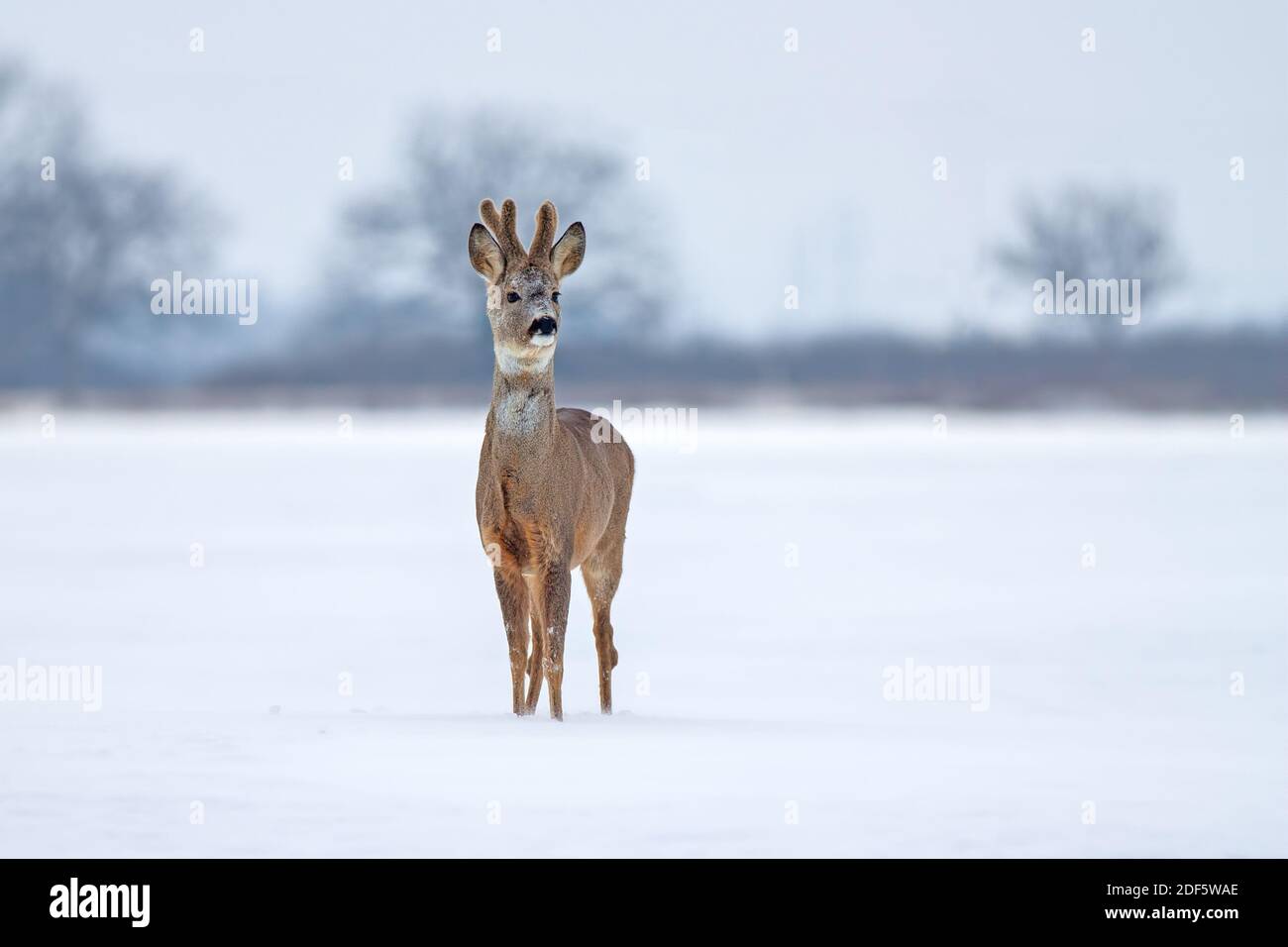 Roe deer buck in winter on snow from front view. Stock Photo