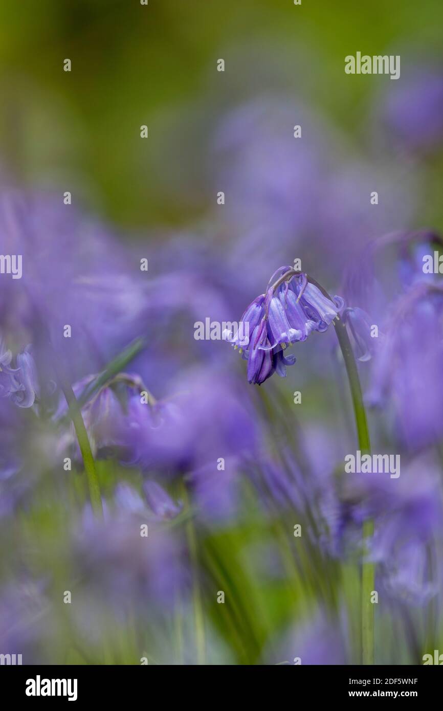 Bluebells; Hyacinthoides non-scripta; UK Stock Photo