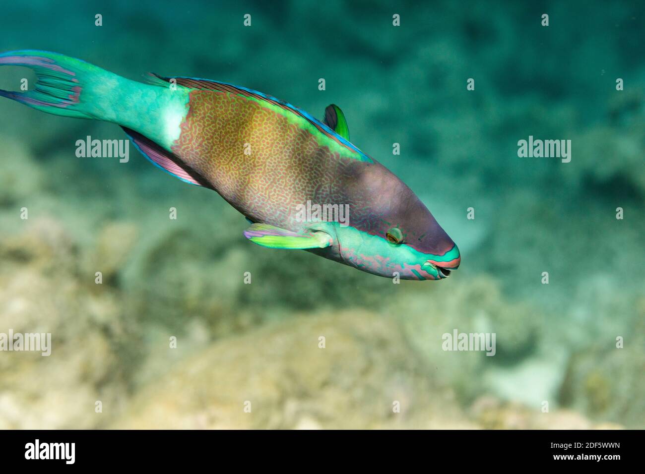 Bridled Parrotfish; Scarus frenatus; Male; Maldives Stock Photo