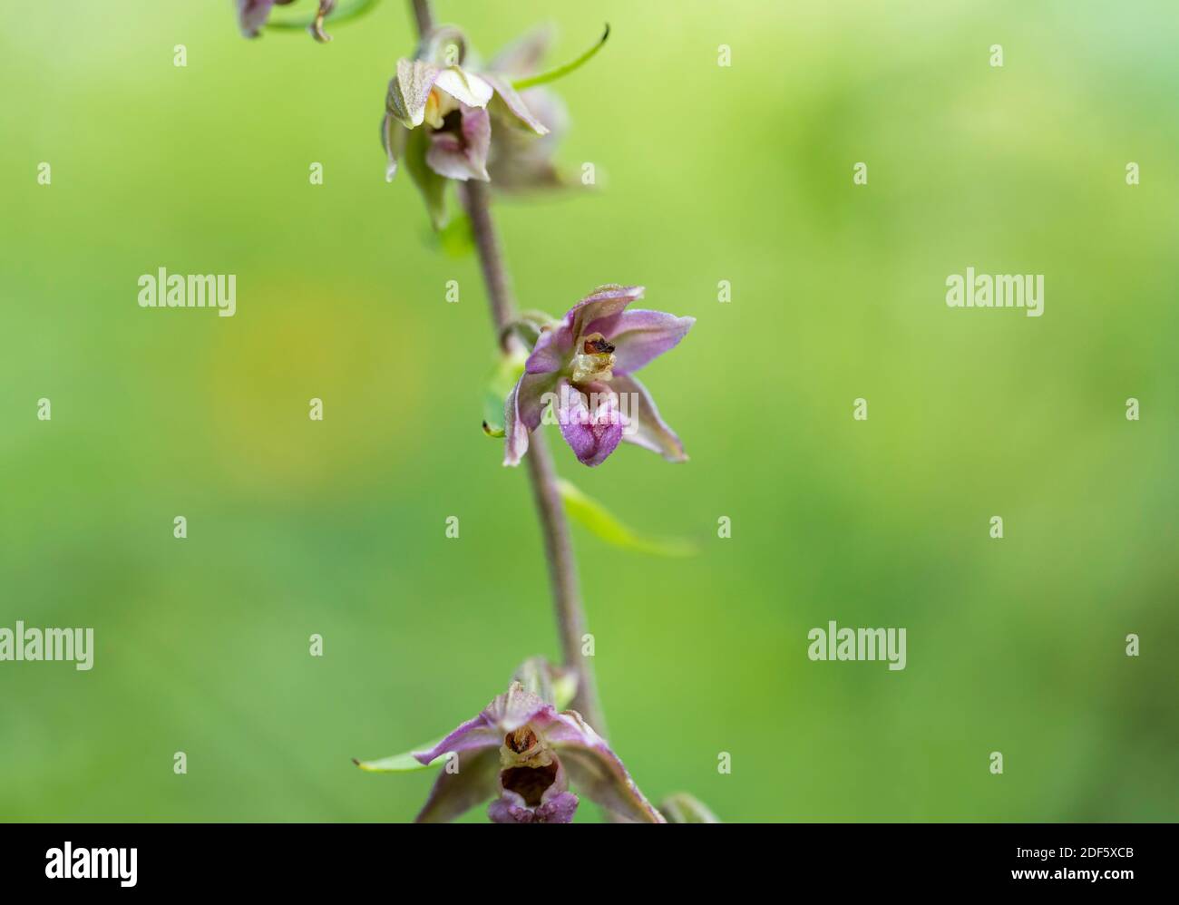Broad Leaved Helleborine; Epipactis helleborine; Flower; UK Stock Photo