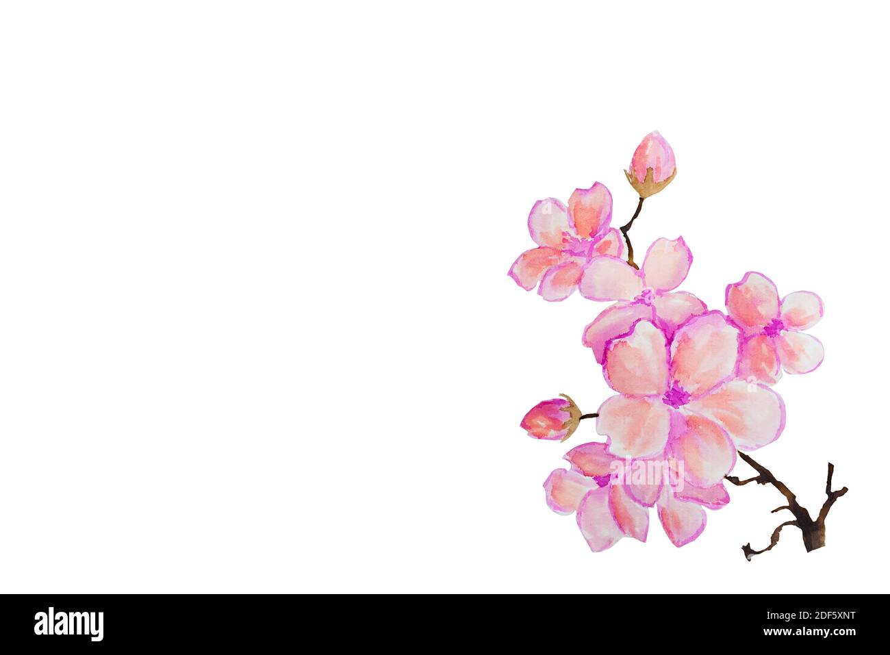 Cherry blossom, sakura flowers isolated on white background. Pink bloosoms. Stock Photo