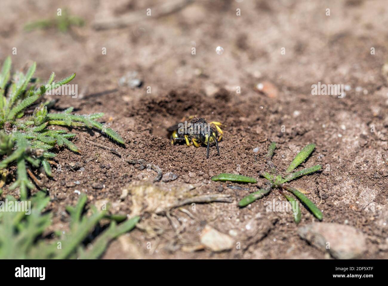 Ornate Digger Wasp; Cerceris rybyensis; at Hole; UK Stock Photo