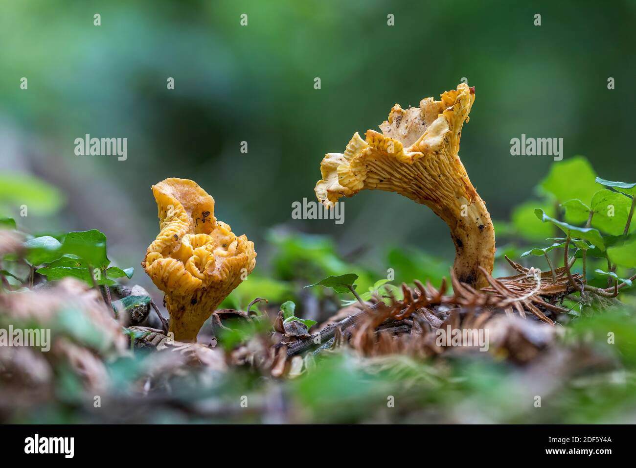 Chanterelle Fungi; Cantharellus cibarius; UK Stock Photo