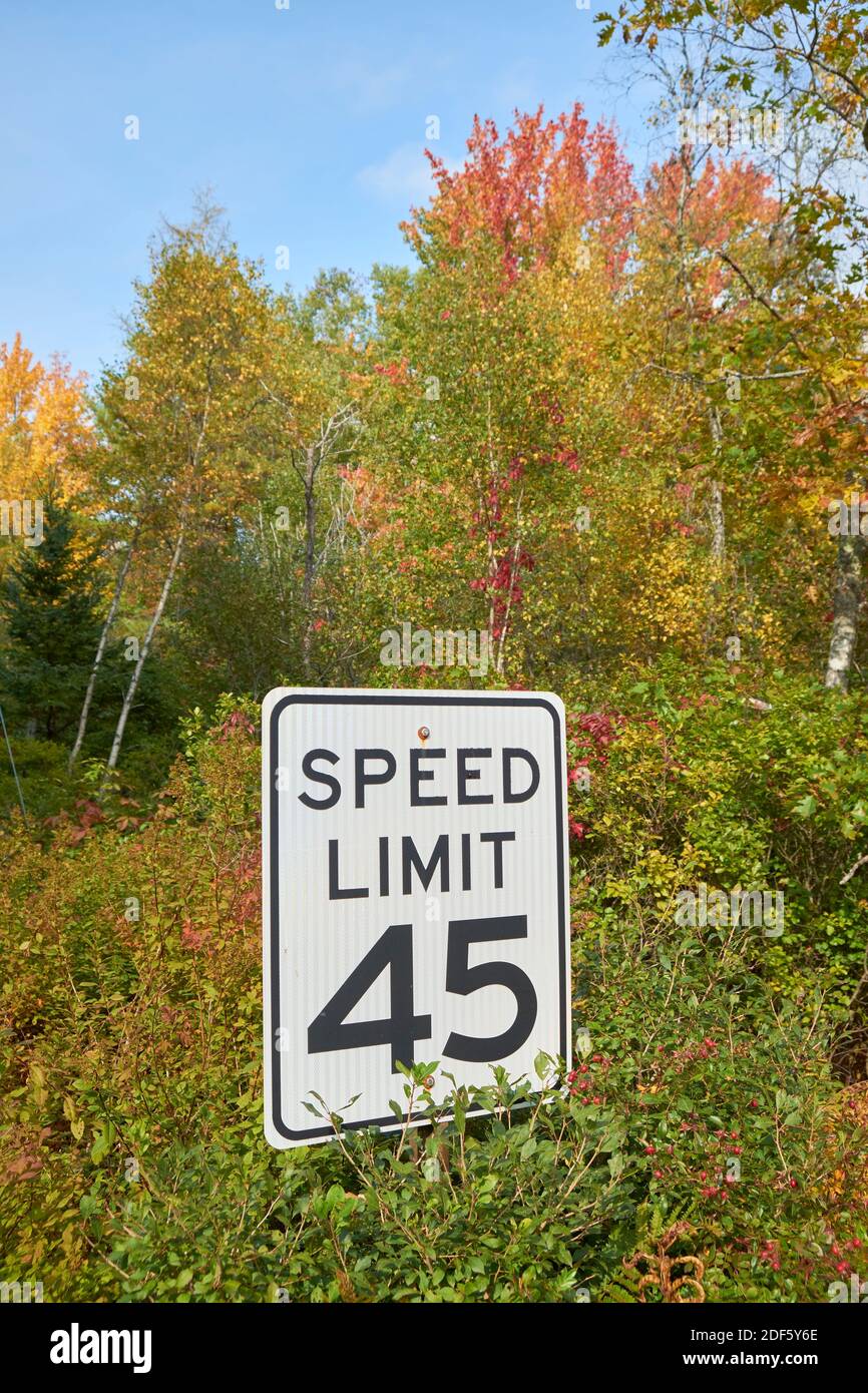 A Speed Limit 45mph is partially hidden in some fall, autumn brush, woods. In Surry, Maine. Stock Photo