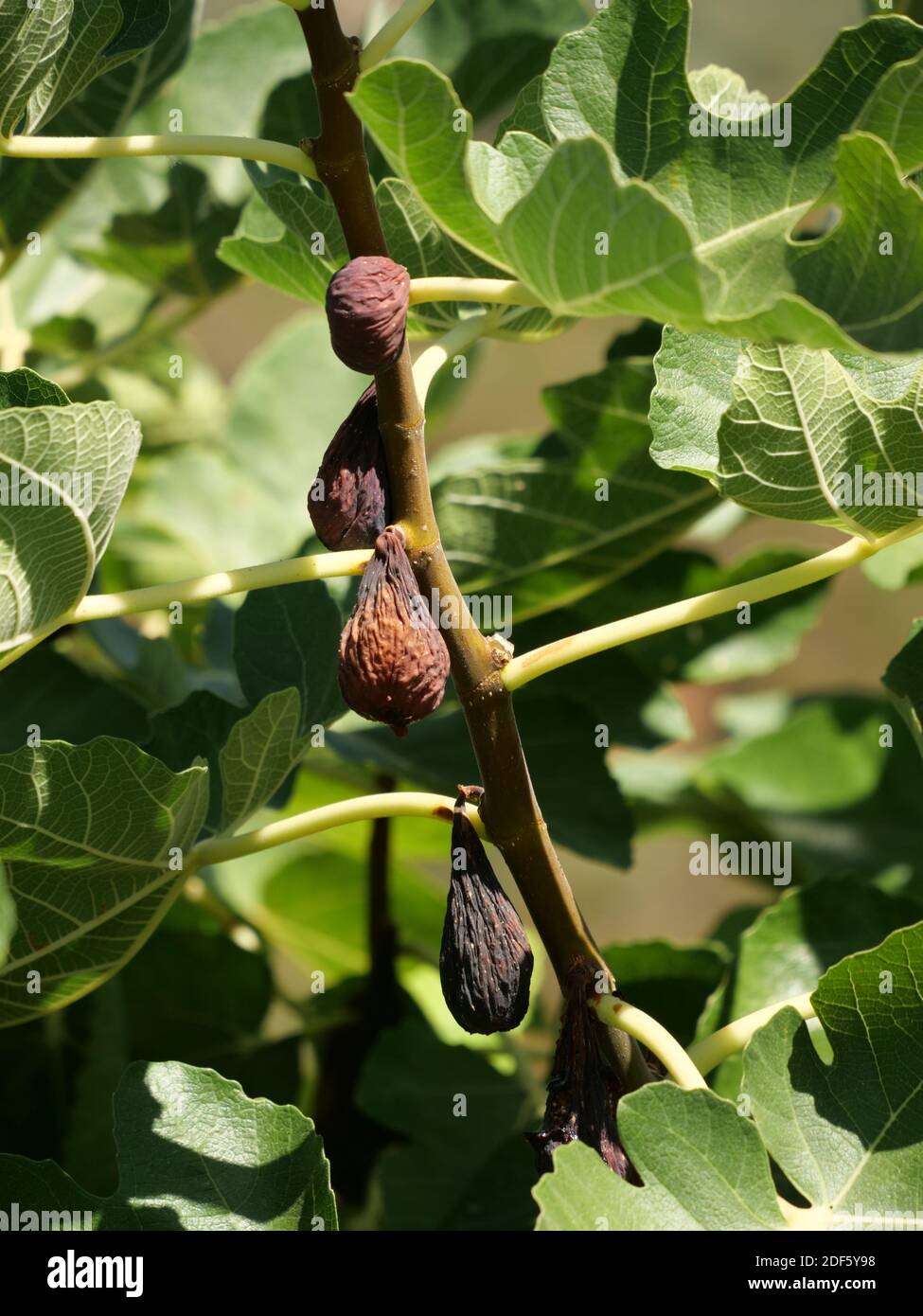 A vertical shot of fig tree under the sunlight Stock Photo - Alamy