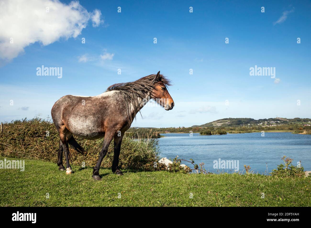 Ponies Grazing; Conwy Nature Reserve; RSPB; Wales Stock Photo