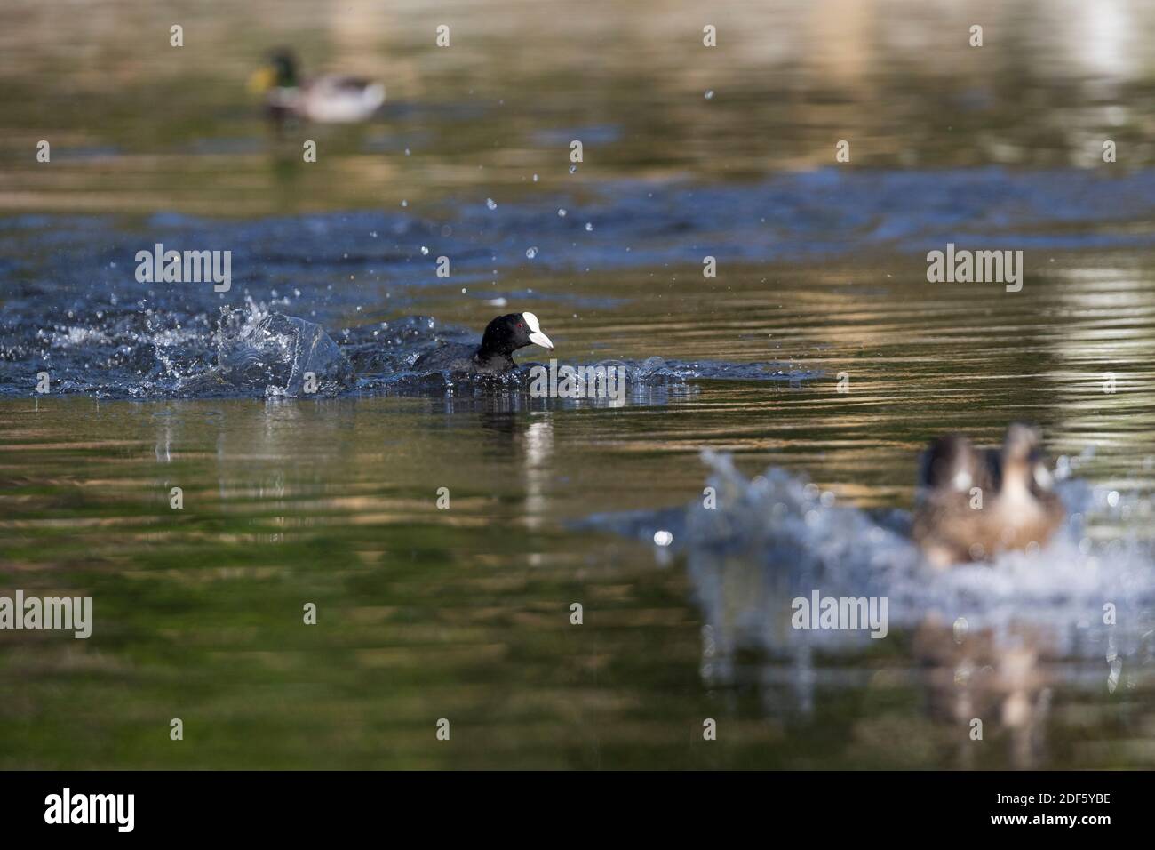 Coot; Fulica atra; Aggression; UK Stock Photo