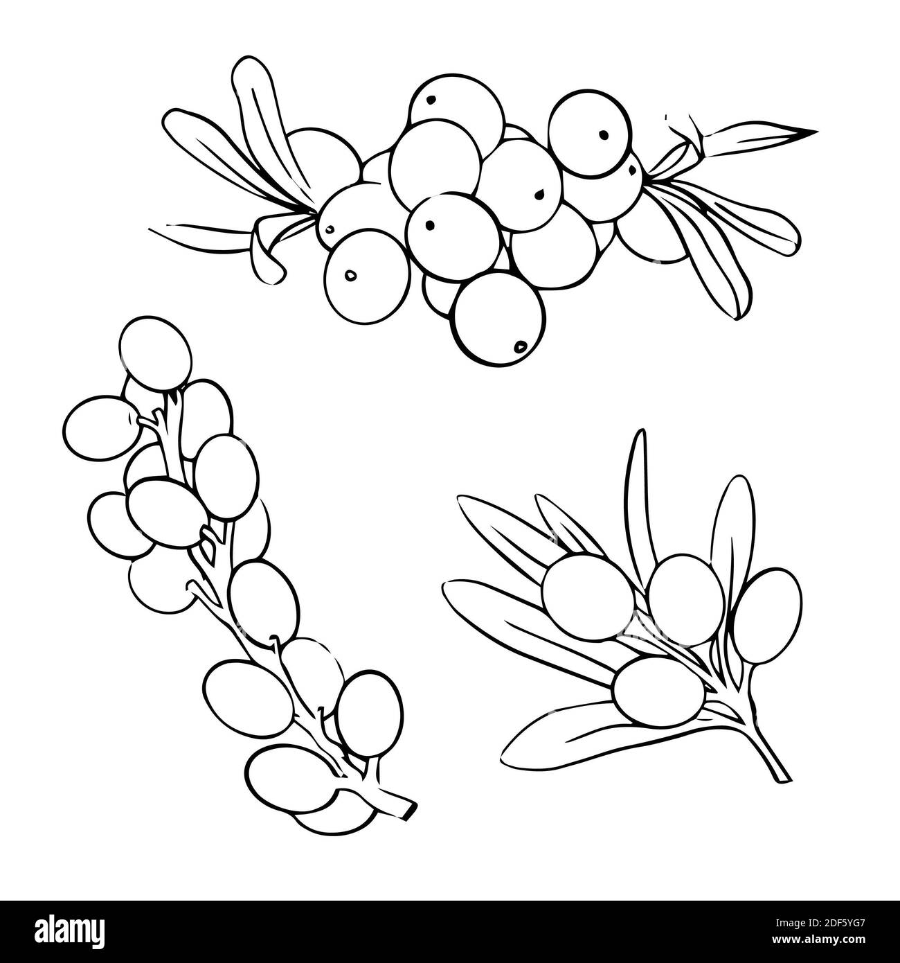 Hand drawn set of sea buckthorn line branches. Plant vector icon on white background. Isolated design elements. For cosmetic and tea packaging design Stock Photo