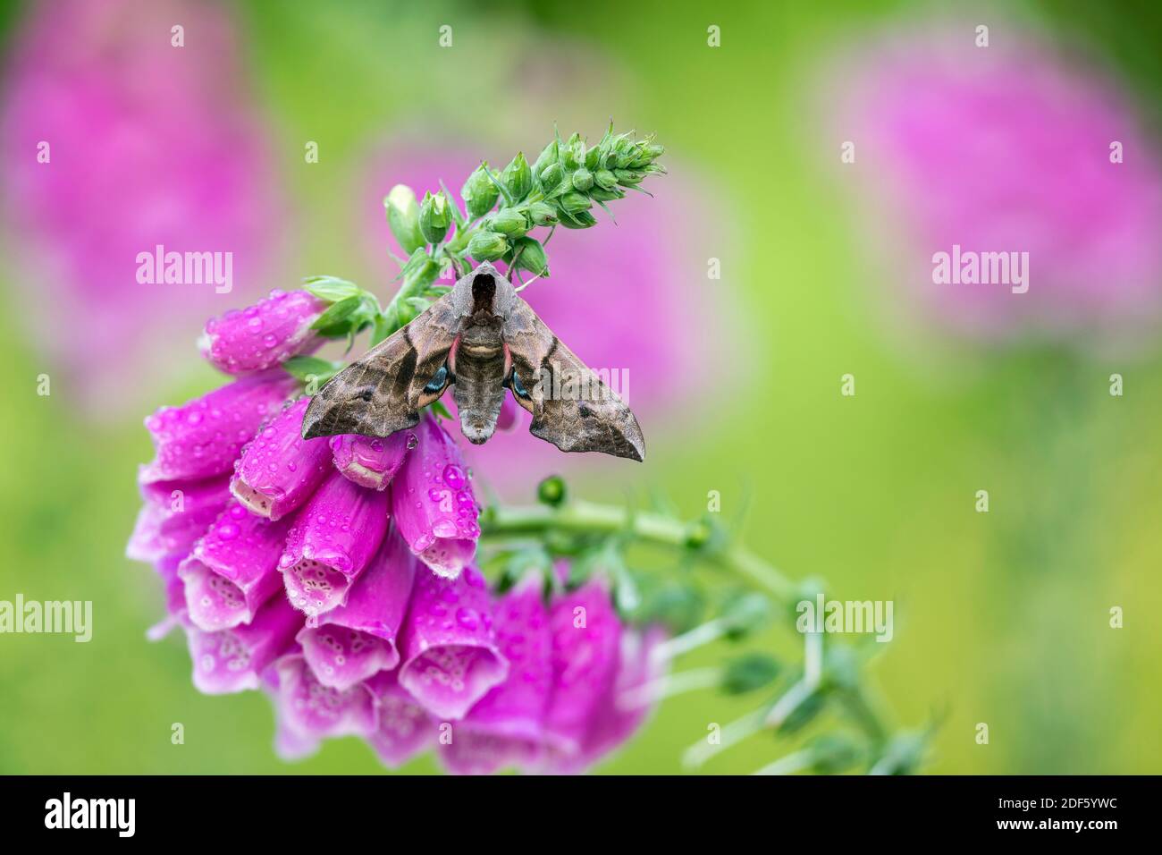 Eyed Hawk Moth; Smerinthus ocellatus; on Foxglove; UK Stock Photo