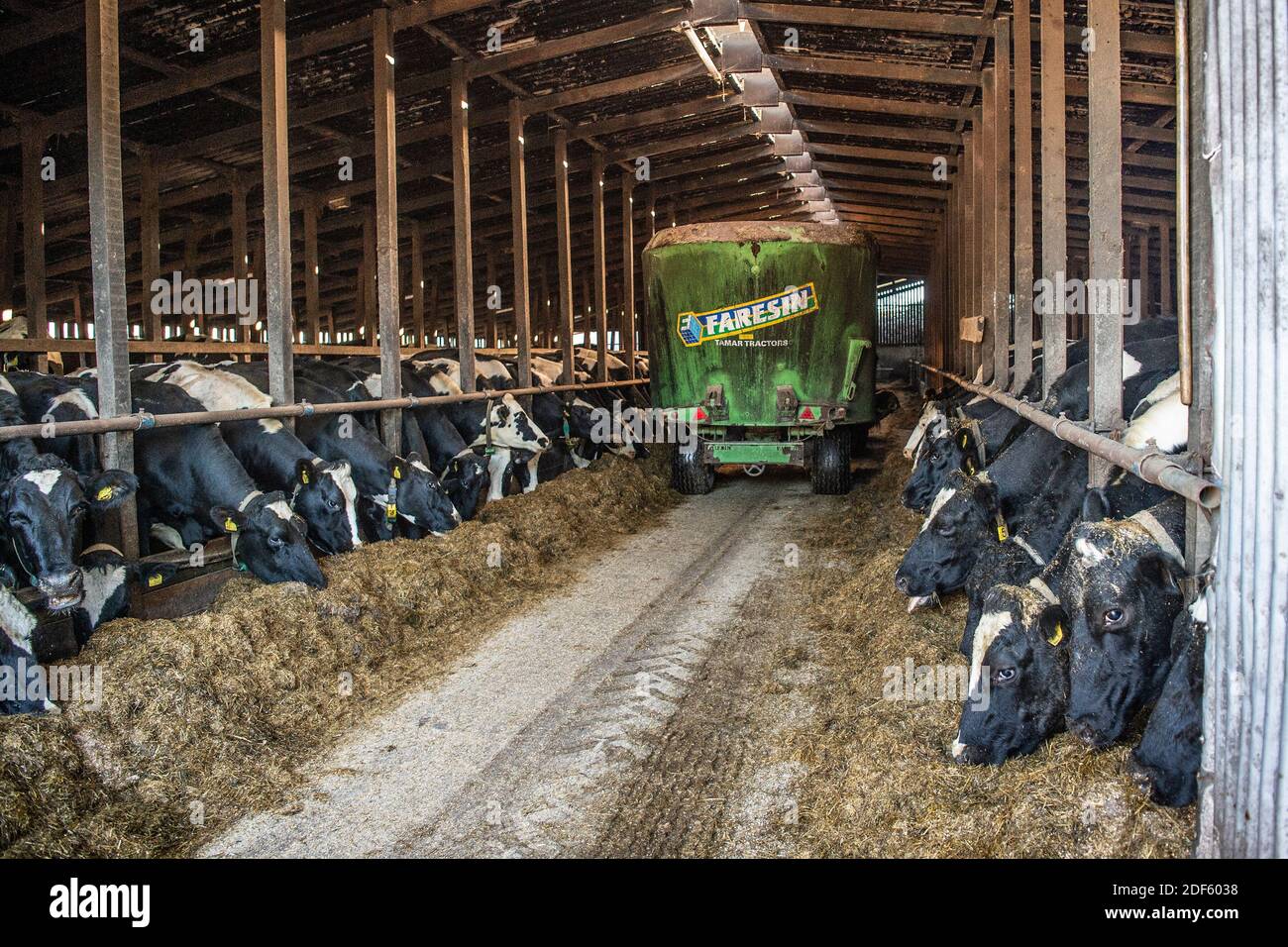 dairy cattle eating silage indoors in winter Stock Photo - Alamy