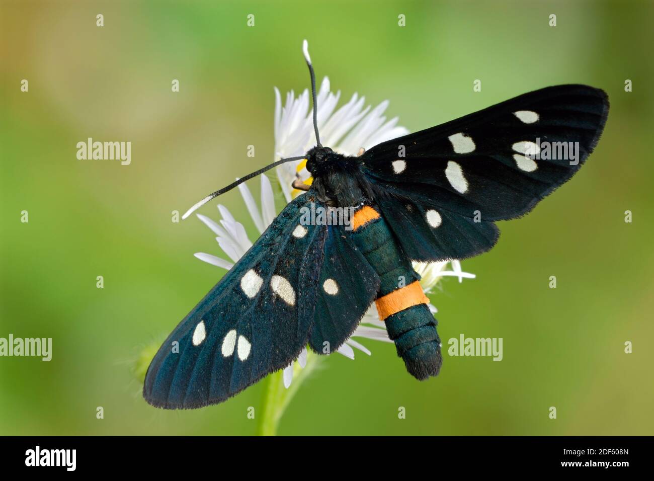 Schmetterling, Tagfalter, Admiral, (Vanessa atalanta) Stock Photo