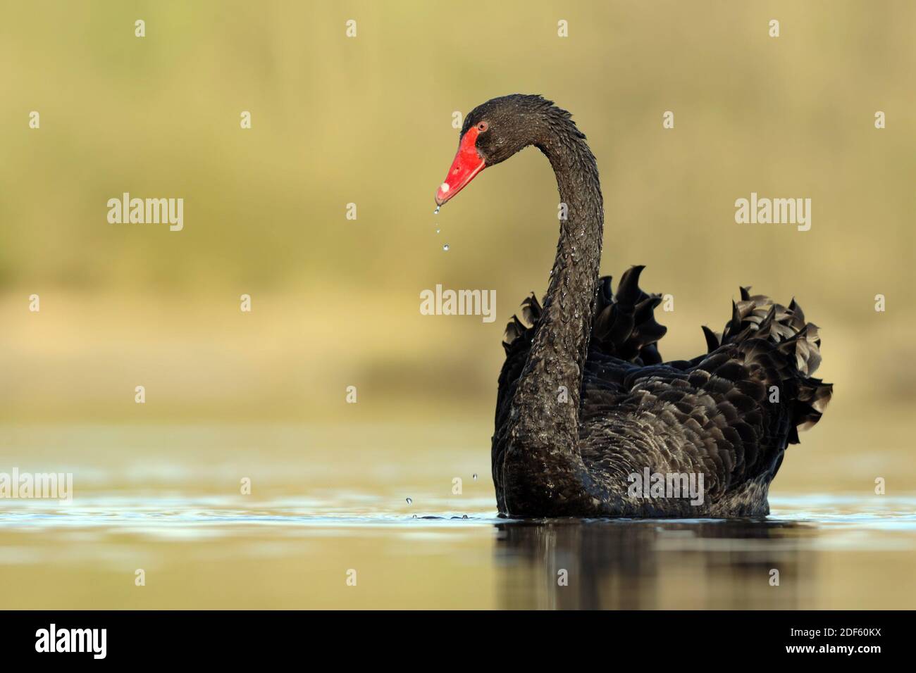 Trauerschwan schwimmt im Wasser, Schwarzer Schwan, ( Cygnius atratus), Stock Photo