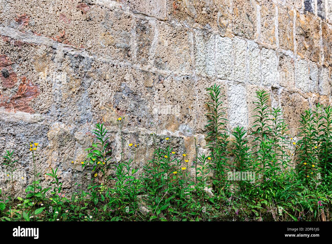 beautiful toned sandstone wall patterns with green plants taken in bern switzerland. Stock Photo