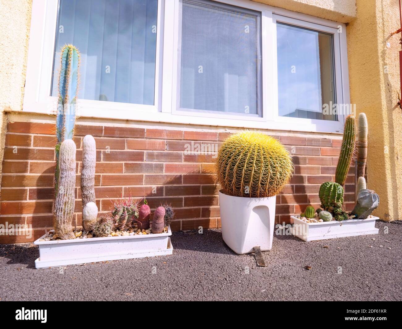 Cactuses set in pots on the doorstep of a suburban house. Beautiful healthy cactus at red bricks wall of family house Stock Photo