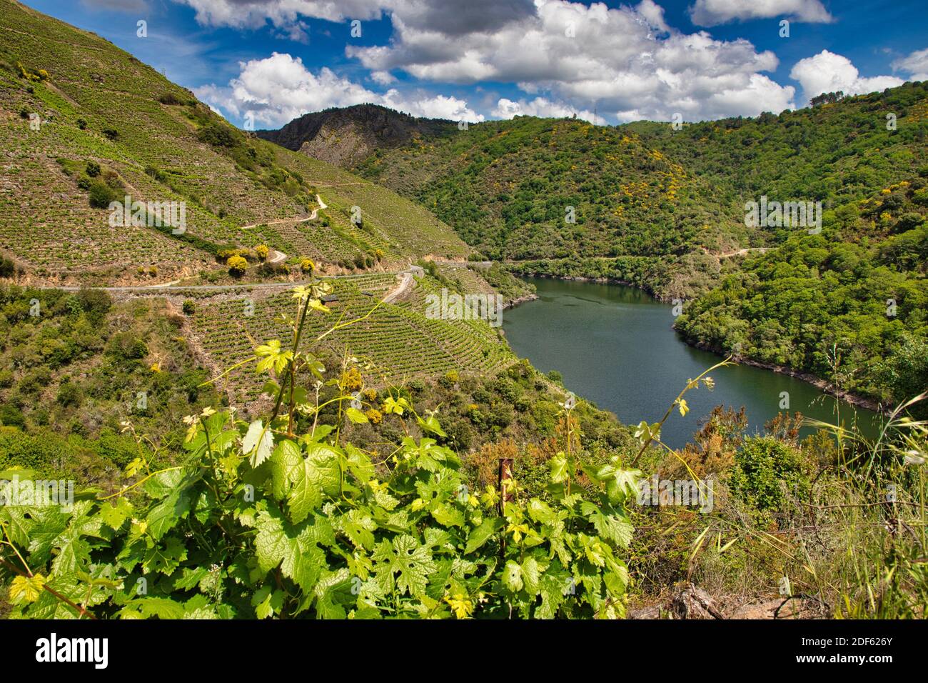 Vineyards, Ribeira Sacra, Heroic Viticulture, Sil river canyon, Sober, Lugo, Galicia, Spain Stock Photo