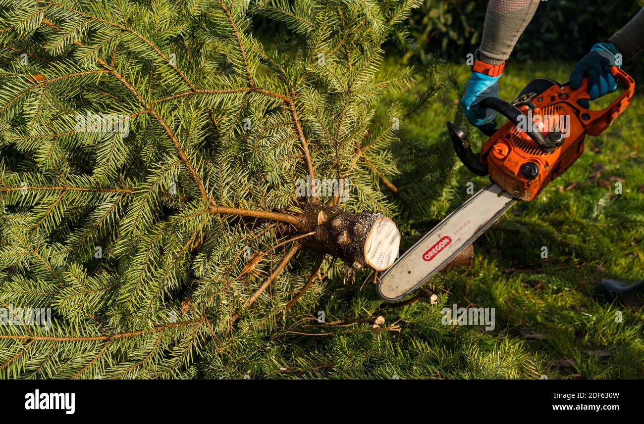 East Lothian, Scotland, United Kingdom, 3rd December 2020. Beanston