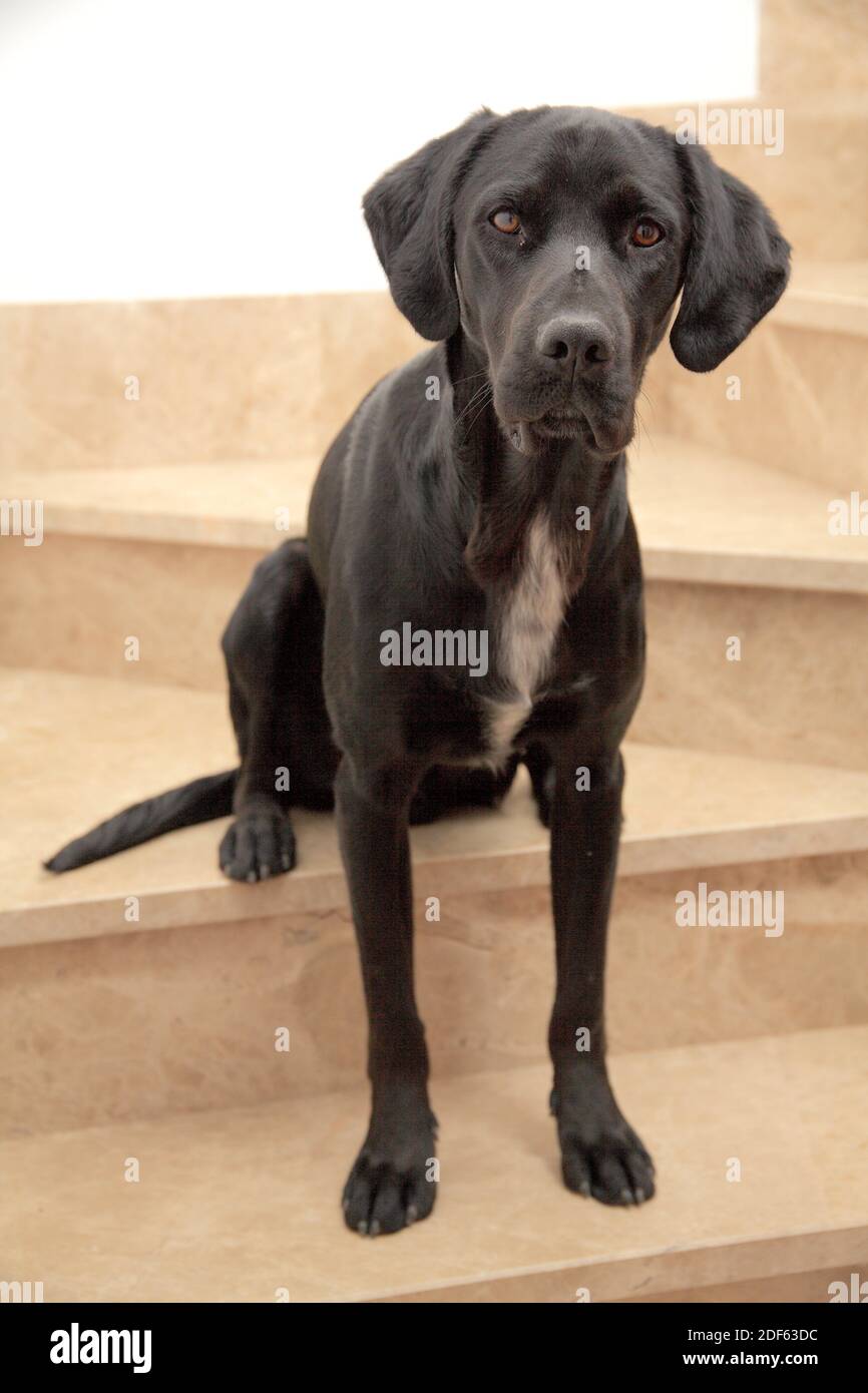 Dog on ladder Stock Photo Alamy