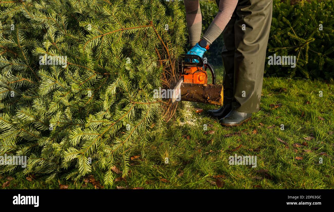 East Lothian, Scotland, United Kingdom, 3rd December 2020. Beanston