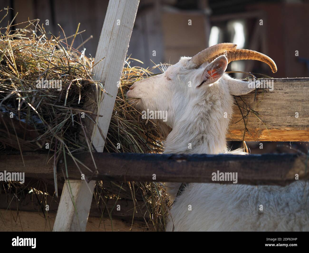 White horned goat eats hay from the feeder Stock Photo