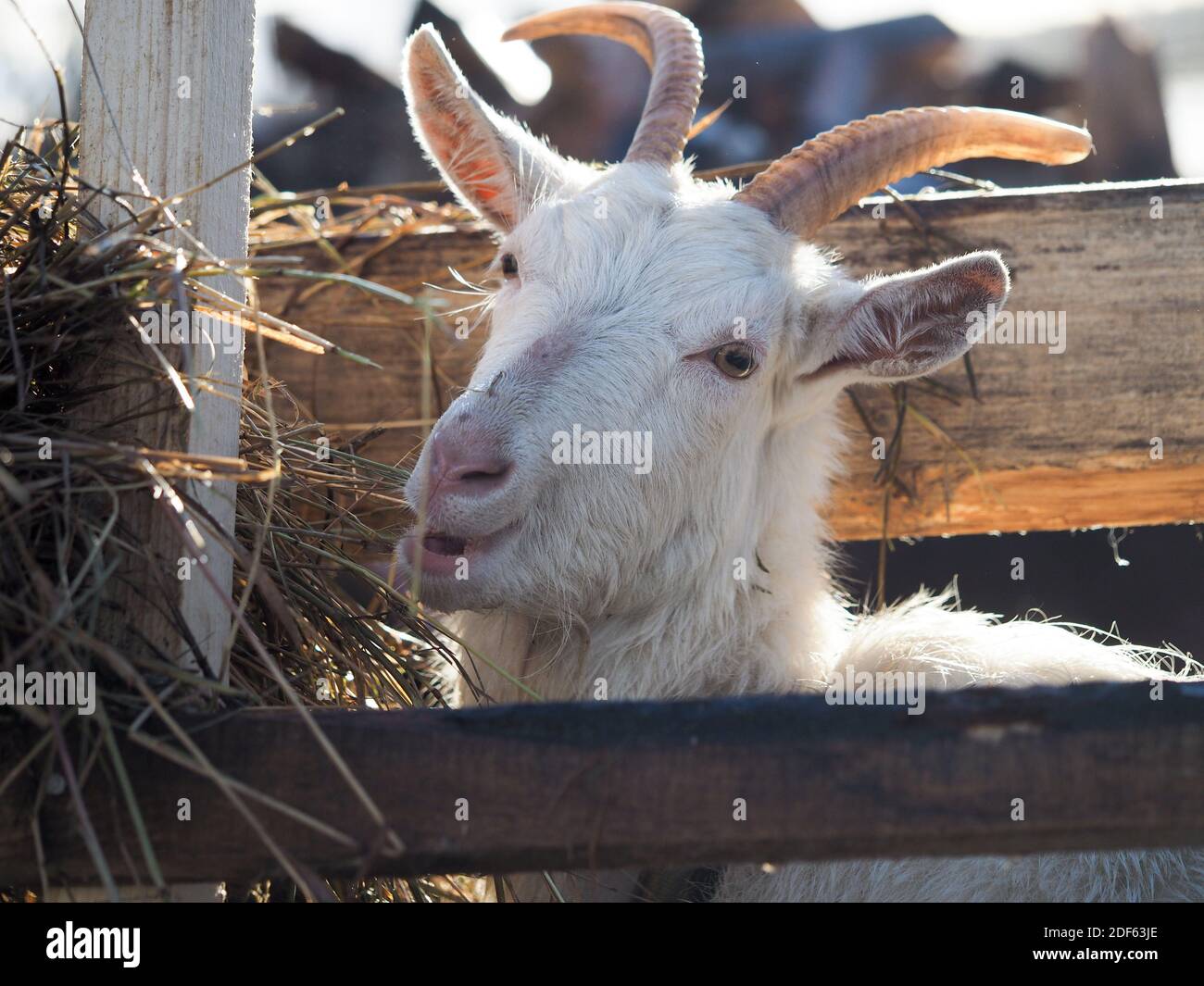 White horned goat eats hay from the feeder Stock Photo