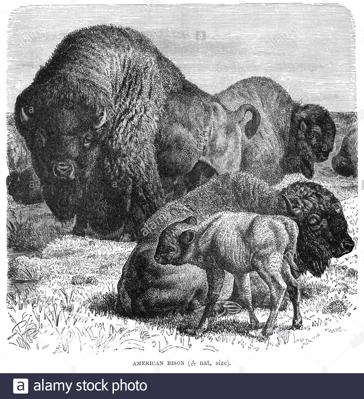 American Bison, vintage illustration from 1894 Stock Photo