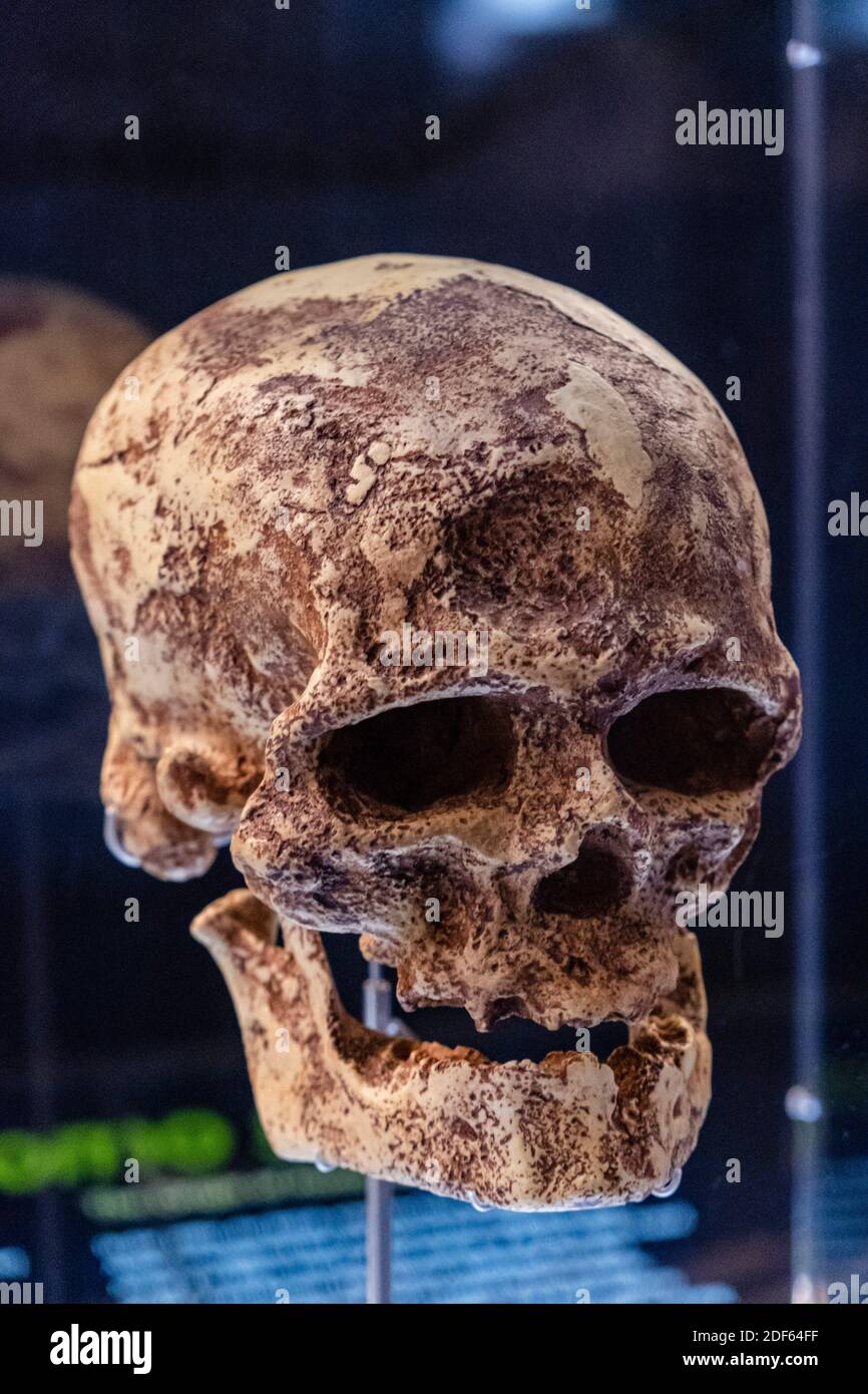 Homo sapiens skull replica, Museo de la evolución humana, MEH, Burgos , Spain. Stock Photo