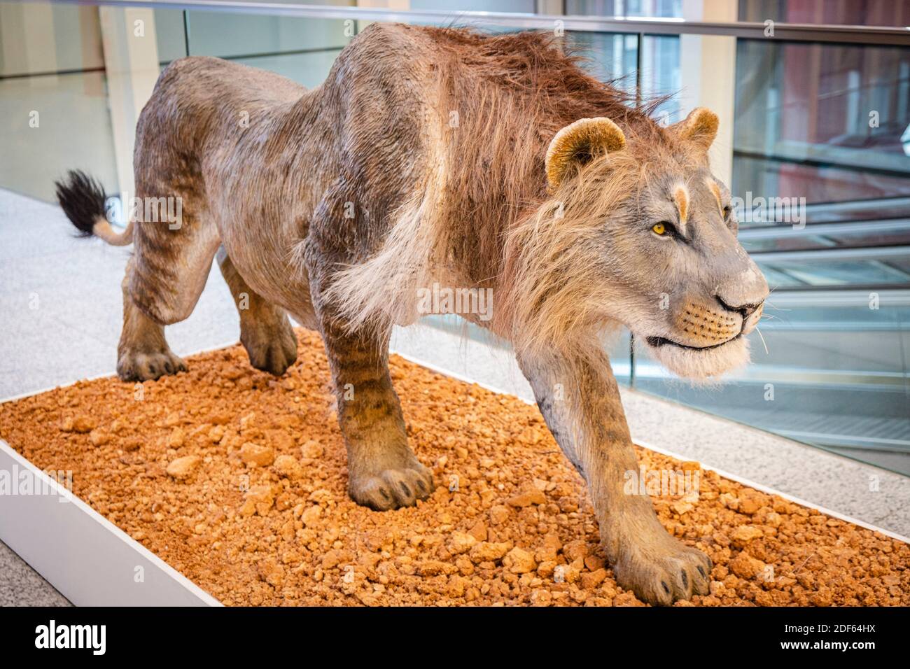 cave lion size comparison