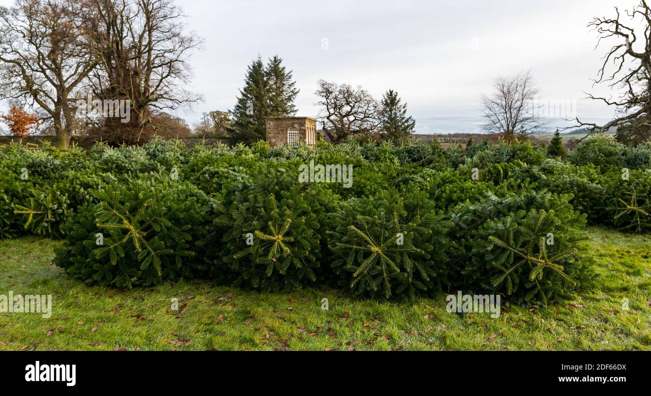 East Lothian, Scotland, United Kingdom, 3rd December 2020. Beanston