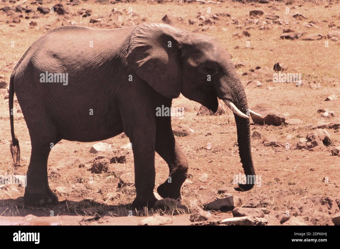 At the time picture taken, elephants were NOT an endangered species, but were too numerous. Stock Photo