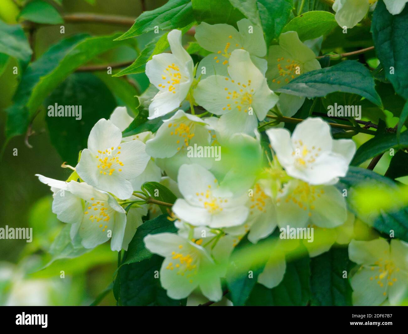 Jasmine Shrub High Resolution Stock Photography And Images Alamy