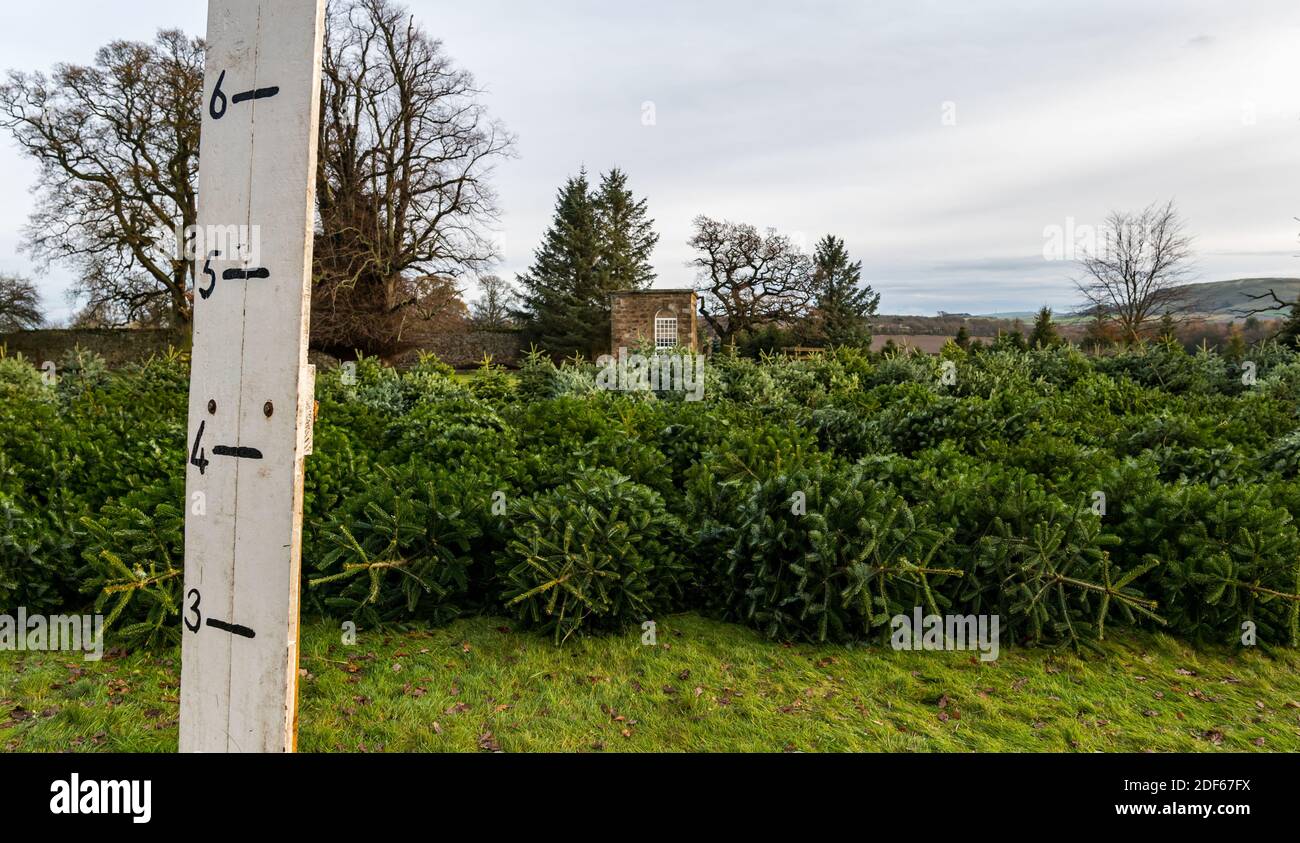 East Lothian, Scotland, United Kingdom, 3rd December 2020. Beanston