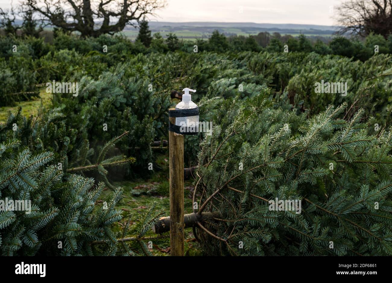 East Lothian, Scotland, United Kingdom, 3rd December 2020. Beanston Christmas trees: a family run business at Beanston farm for the last 30 years grow 6 varieties of fir trees in their walled garden for customers who return every year with social distancing and hygiene measures in place Stock Photo