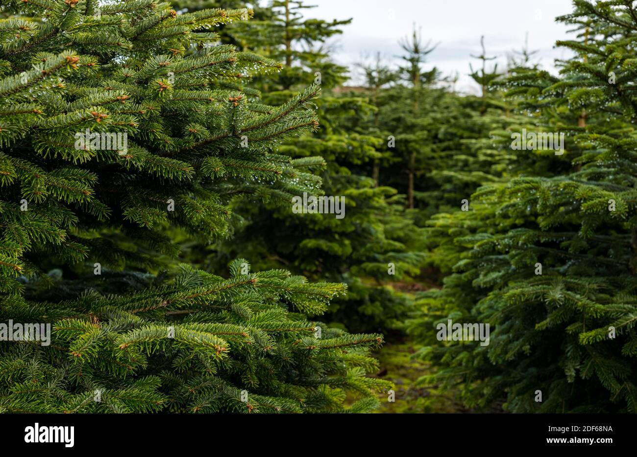 East Lothian, Scotland, United Kingdom, 3rd December 2020. Beanston
