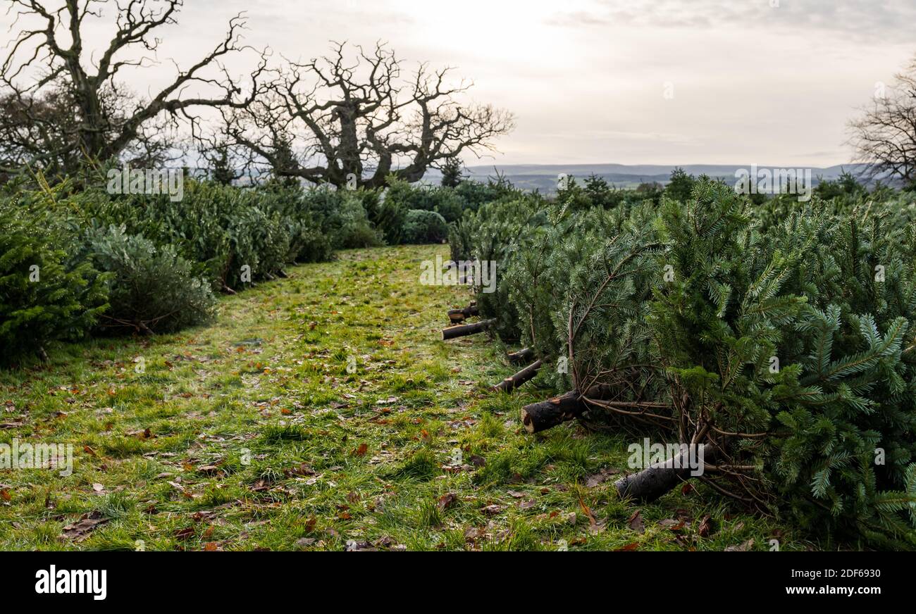 East Lothian, Scotland, United Kingdom, 3rd December 2020. Beanston