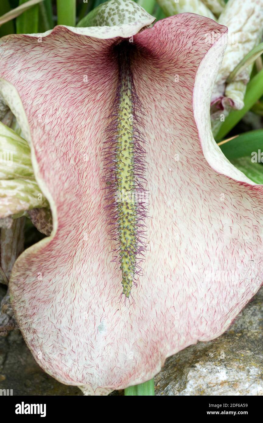 Dead horse arum lily (Helicodiceros muscivorus). This flower smells like rotting meat attracting flies which act as pollinators. This species, Stock Photo