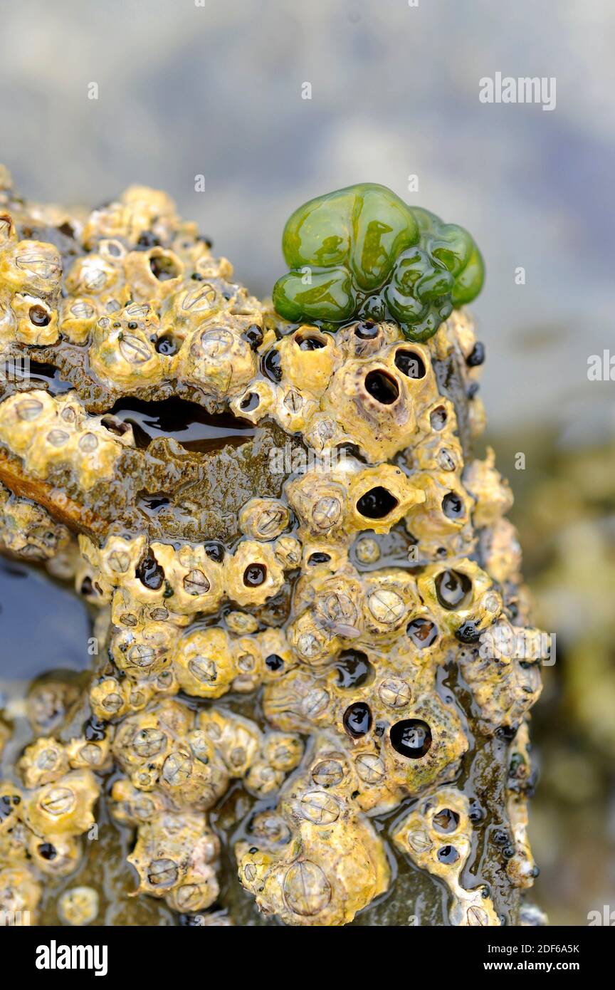 Codium coralloides is a chlorophycean marine alga. In this image grows over a colony of barnacles (Chthamalus sp. ). Chlorophyta. Codiaceae. Cape Stock Photo