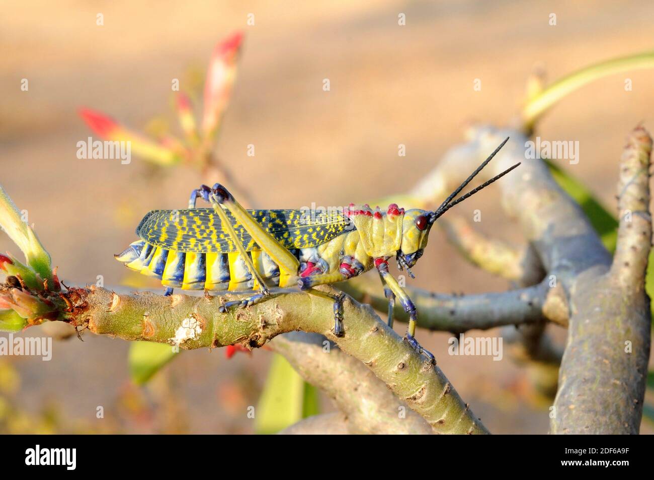 African grasshopper (Phymateus aegrotus) on a desert rose branch (Adenium obesum). Arthropoda. Insecta. Orthoptera. Omo National Park, Ethiopia. Stock Photo