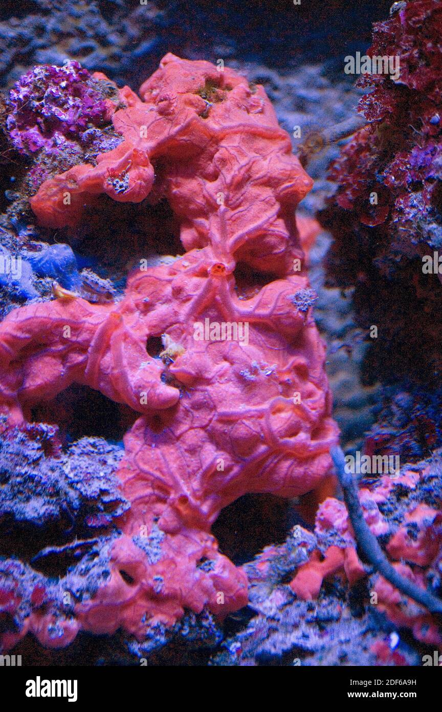 The sponge Crambe crambe is an endemic species from Mediterranean Sea. Porifera. Demospongiae. Crambeidae. Stock Photo