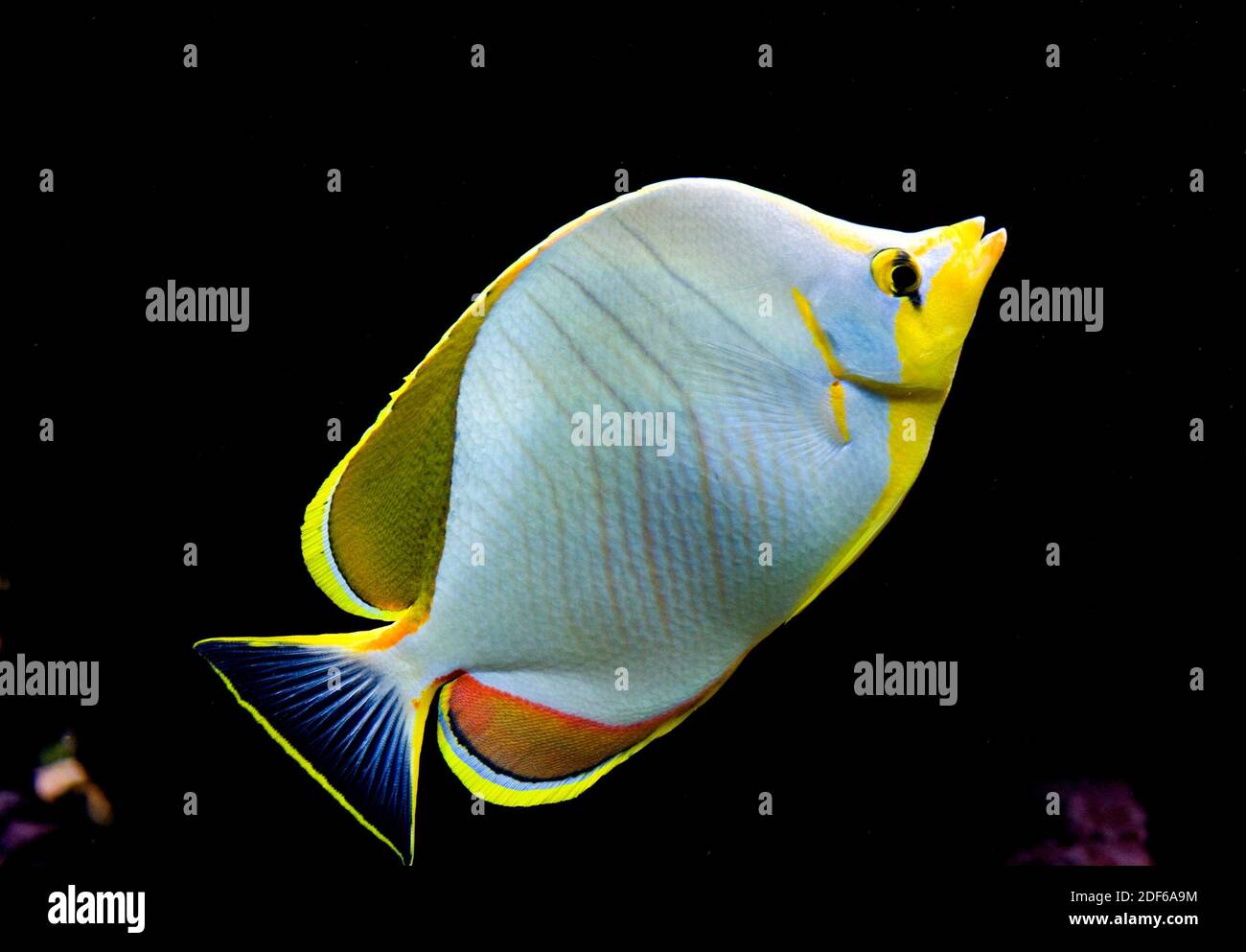 Yellowhead butterflyfish (Chaetodon xanthocephalus) is a tropical fish solitary, omnivorous, territorial and aggressive. Family Chaetodontidae. Stock Photo