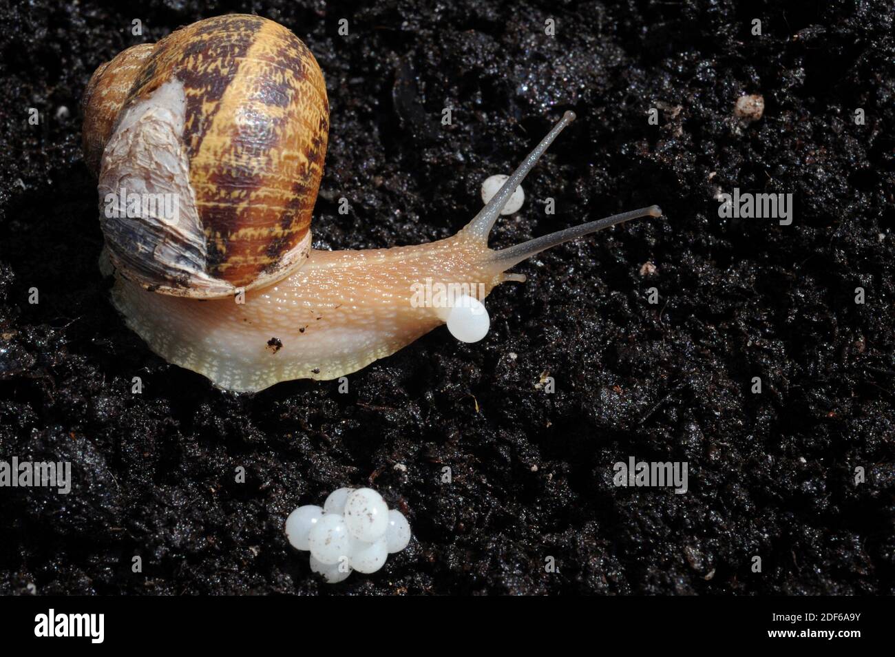Garden snail garden snail helix aspersa hires stock photography and