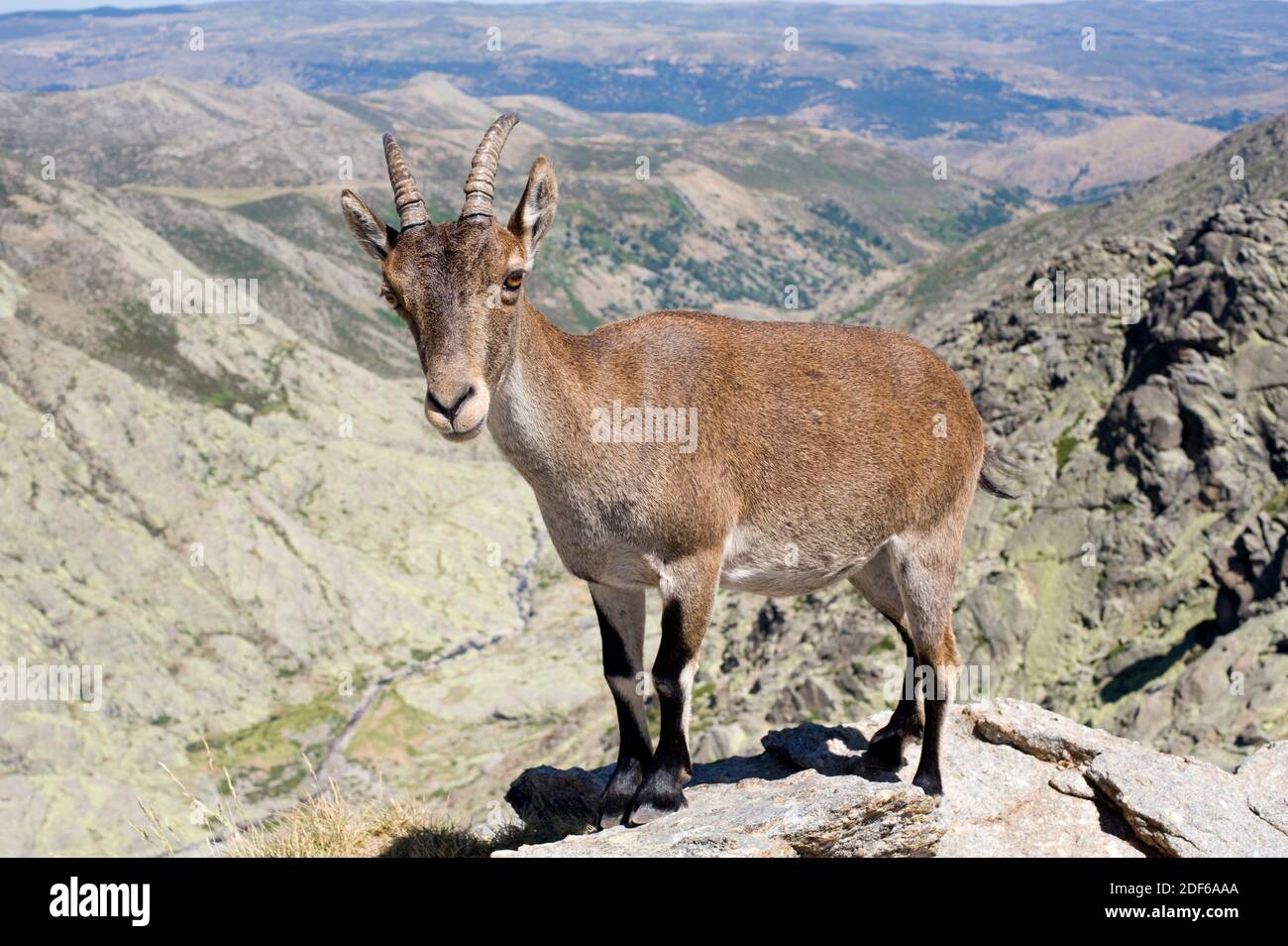 Wild goat or Gredos ibex (Capra pyrenaica victoriae). Mammalia. Artiodactyla. Bovidae. Sierra de Gredos, Avila, Castilla Leon, Spain. Stock Photo