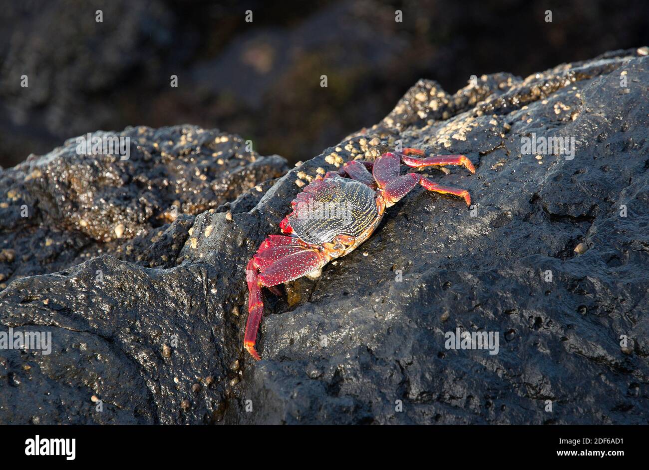 Red rock crab (Grapsus adscensionis) in the coast of San Andres, La Palma (Canary Islands). Stock Photo